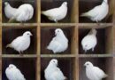 Three pigeonholes in six physicists’ brains